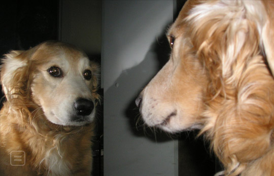 Dogs cannot recognise themselves in the mirror!