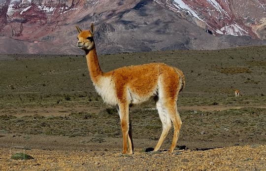 The world's rarest fabric is made from Peru's national animal