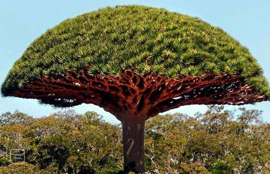 The Tree That Bleeds Blood P The Dragon Rsquo S Blood Tree Only Grows In An Island Off The Nbsp Yemen Coast Its Nam