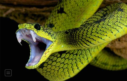 how-does-snake-venom-work