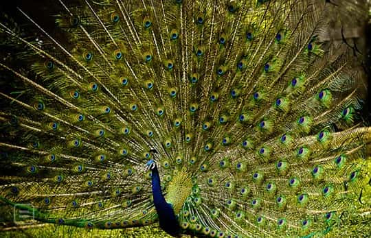 peacock pictures in rain