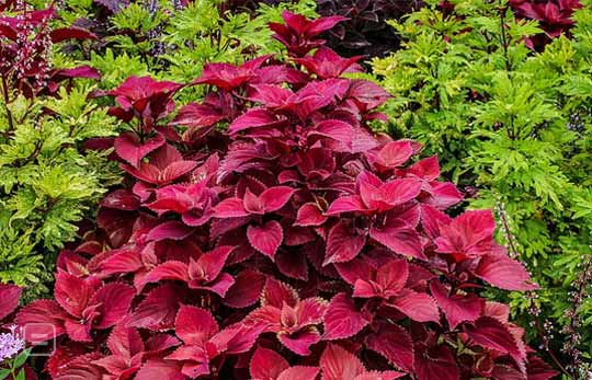 Can Plants With Red Leaves Carry Out Photosynthesis