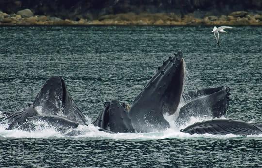Whale Pod Communication